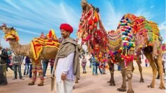 Bikaner Camel Festival 2023: From Beauty Pageant To Dance, Annual Celebration Of Ship Of The Desert. Details Inside